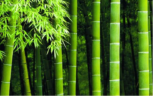 博詩曼衣柜：環(huán)保與品質(zhì)雙誘惑打造甜蜜好婚房